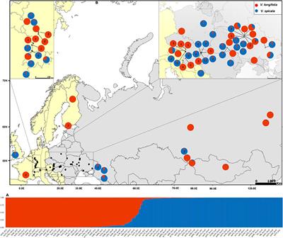 Comparative Phylogeography of Veronica spicata and V. longifolia (Plantaginaceae) Across Europe: Integrating Hybridization and Polyploidy in Phylogeography